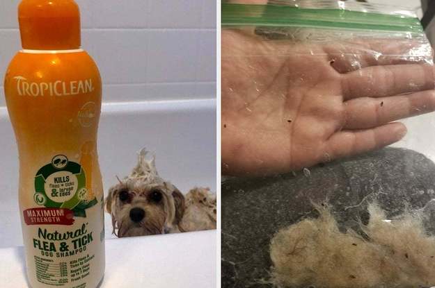 Reviewer's small dog in bathtub next to orange shampoo bottle, reviewer holding plastic bag with fleas and dog hair inside