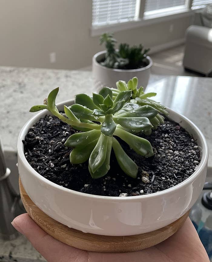 Reviewer holding succulent in a white ceramic pot with bamboo tray