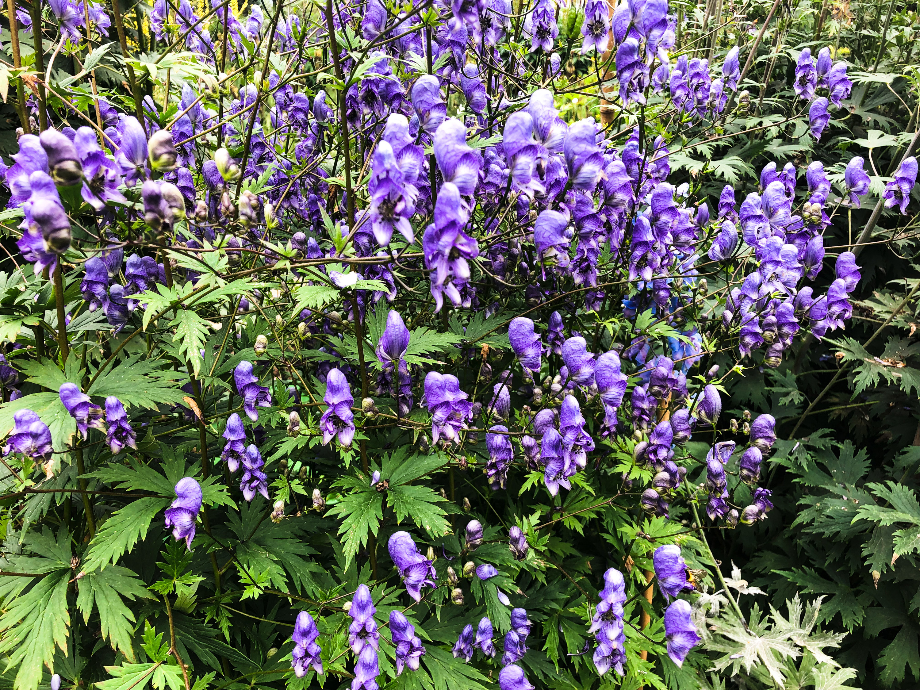 purple monkshood flowers