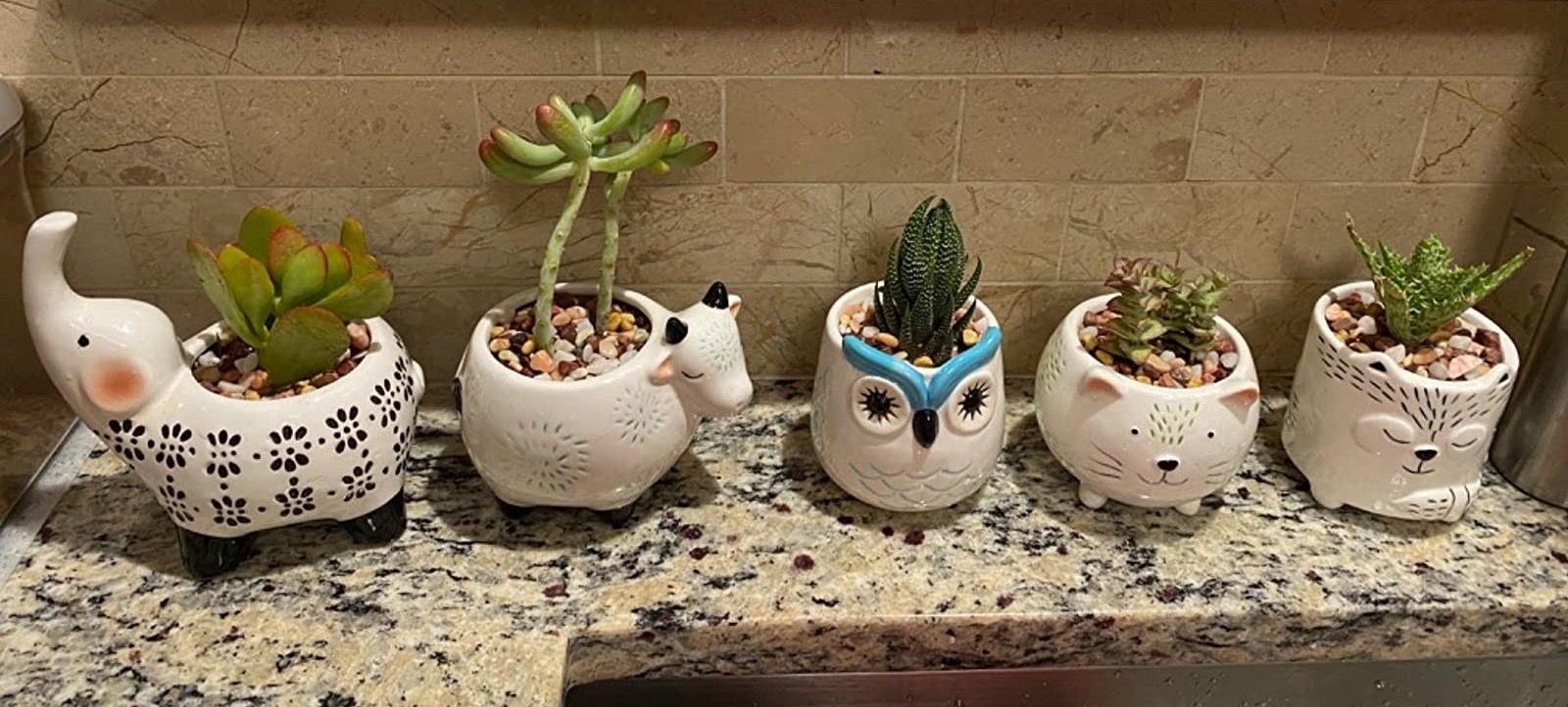 Reviewer image of five animal-shaped succulent pots (an elephant, sheep, owl, cat, and fox) with plants inside
