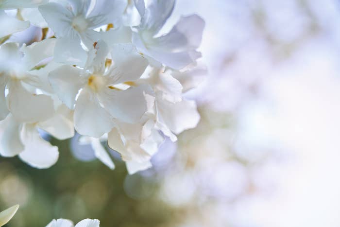 white oleander flowers