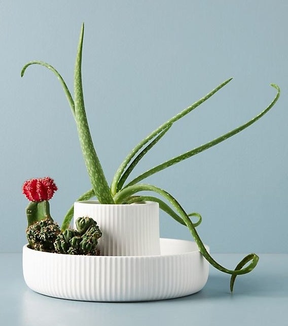 Product image of white textured fountain-shaped pot with succulents