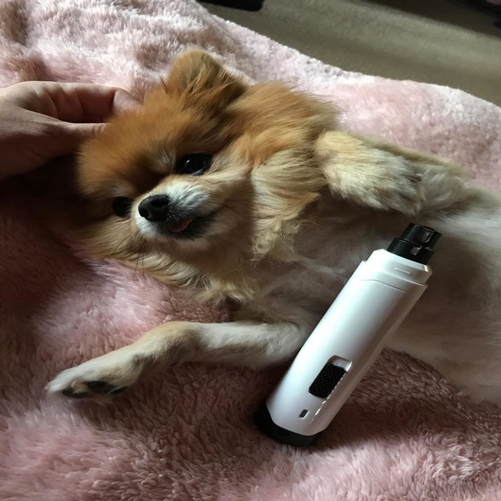 Reviewer photo of their dog posing with the white nail grinder