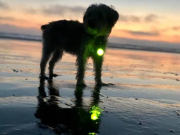 Reviewer photo of their dog on wearing the green light attachment on a beach