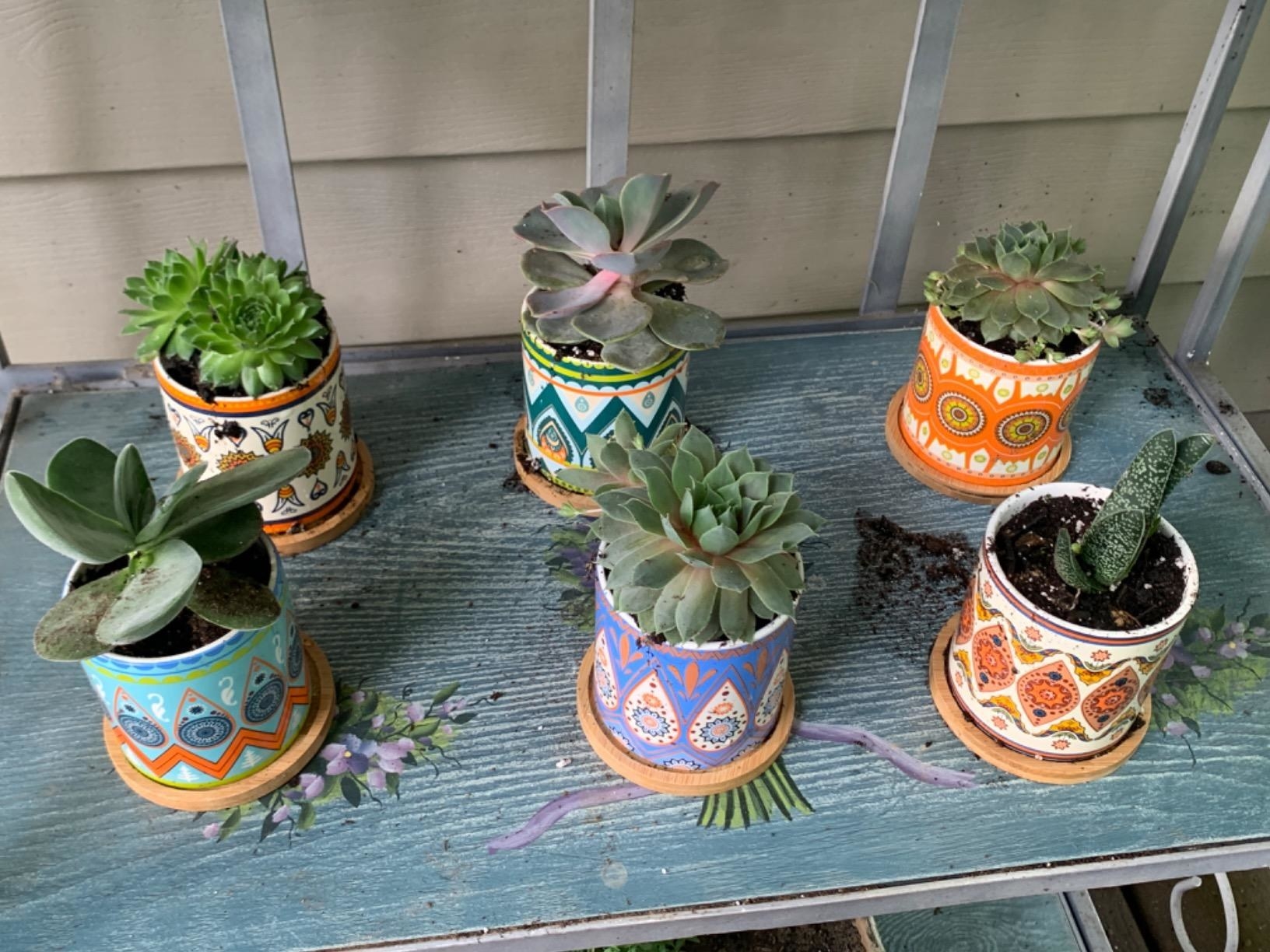 Reviewer photo of six multi-colored Aztec-inspired pots with succulents inside