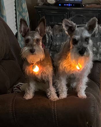 Reviewer photo of two dogs wearing orange light attachments