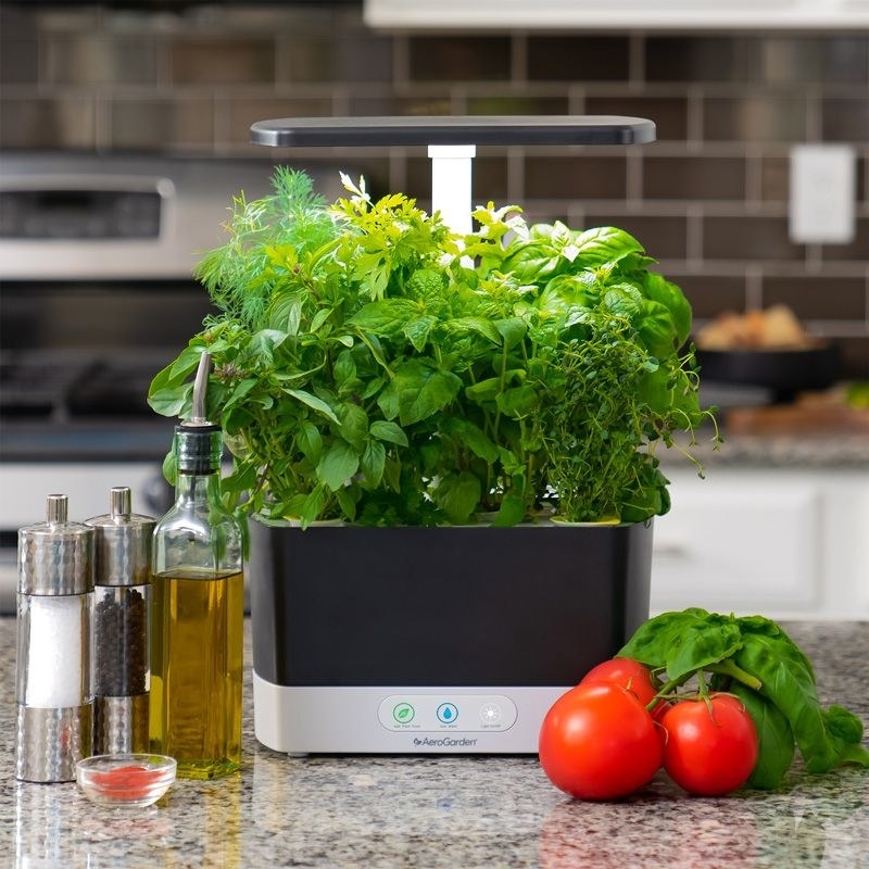 The AeroGarden Harvest indoor garden kit on a counter, with herbs growing out of it
