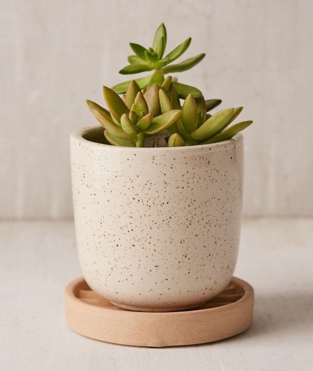 Product image of cream speckled pot and wooden ridged tray