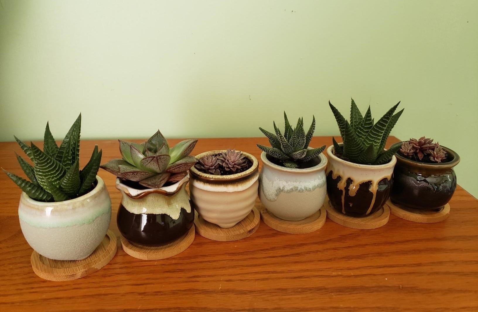 Reviewer photo of six multicolored glazed pots with succulents inside