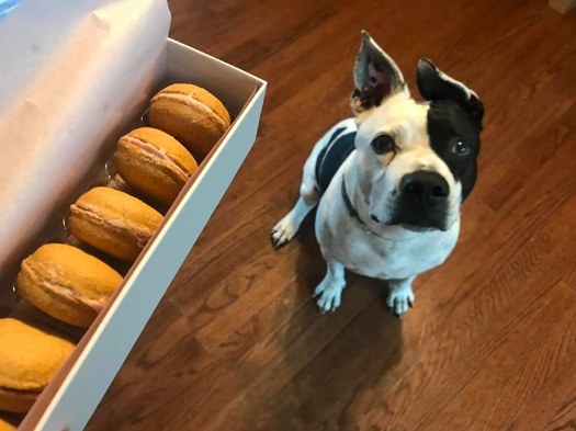 A reviewer&#x27;s photo of their dog waiting patiently for one of the gourmet boxed macarons