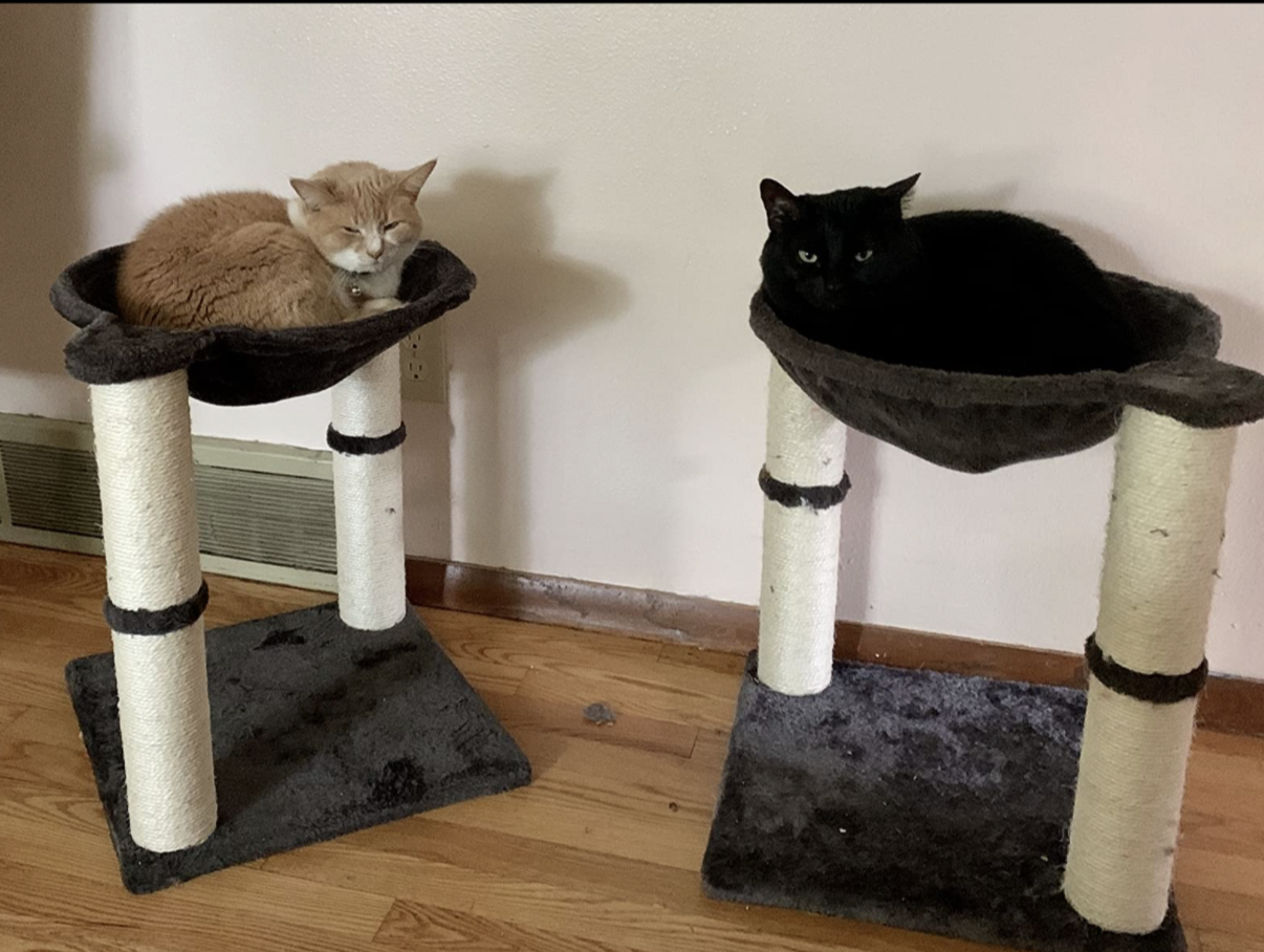 Cats resting on a two-level tower with two scratching posts and a hammock at the top