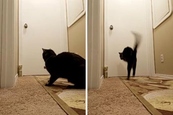 The photos show a SSSCat spray deterrent set up in front of a door and a cat encountering it and jumping in fear