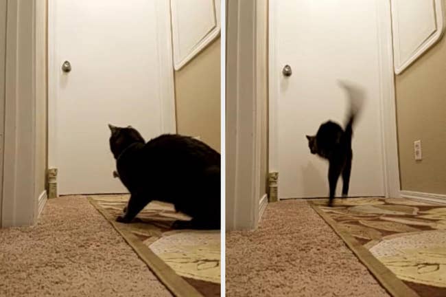 Reviewer photos show a SSSCat spray deterrent set up in front of a door and a cat encountering it and jumping in fear