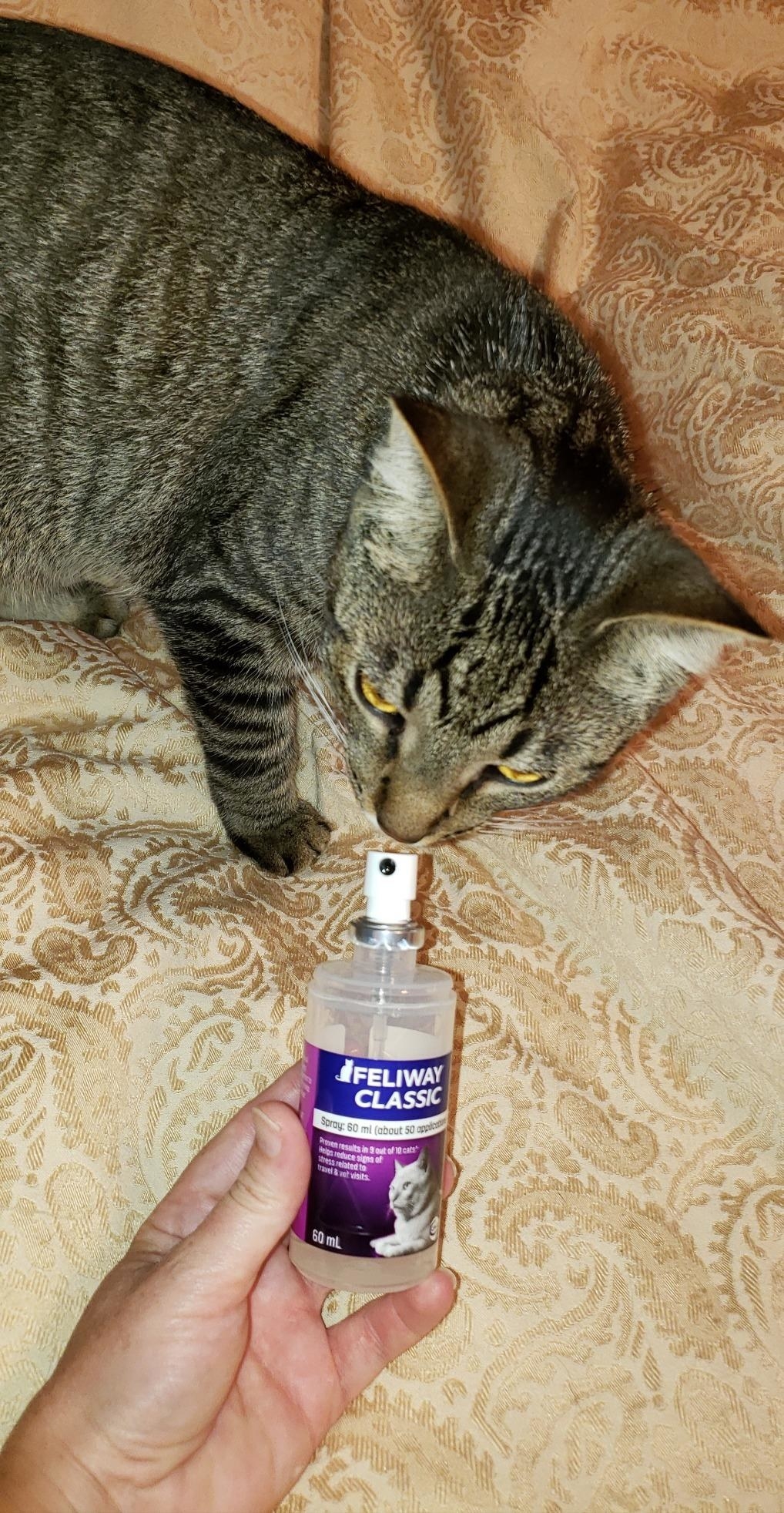 Diy cat clearance calming spray