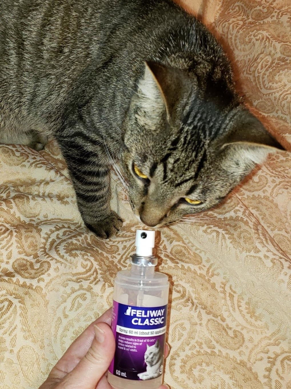 A person&#x27;s hand holding the Feliway Classic spray and a cat sniffing it
