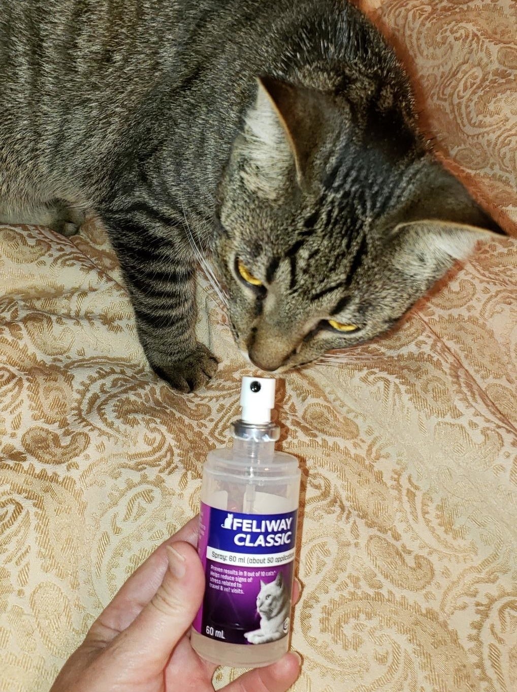 A person&#x27;s hand holding the Feliway Classic spray and a cat sniffing it