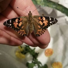 a fully grown butterfly in a person's hand