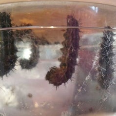caterpillars in their cocoons