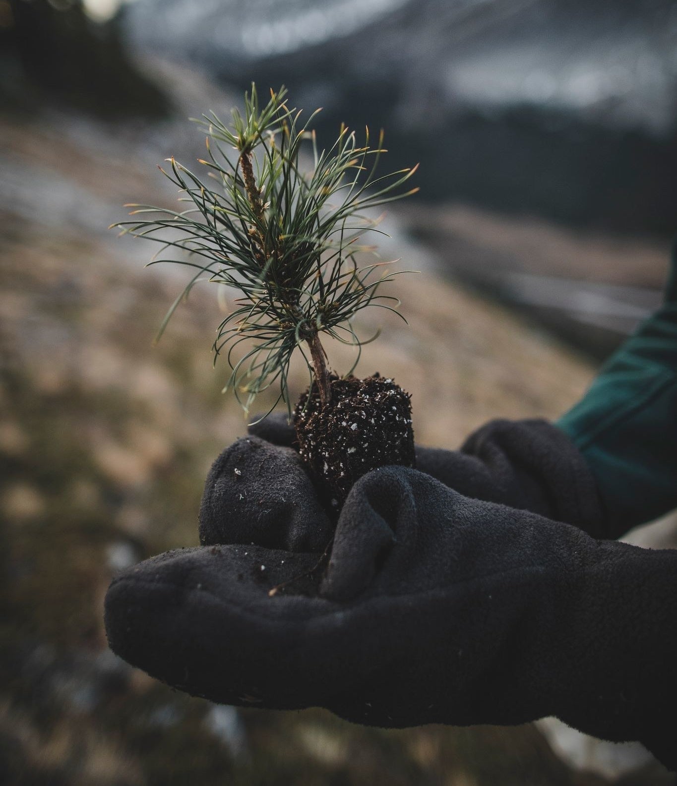 A person holding a baby tree in their mittens
