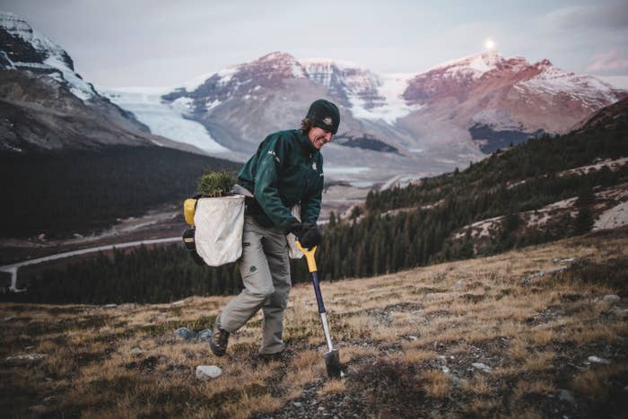 A person planting trees in Canada with mountains behind them