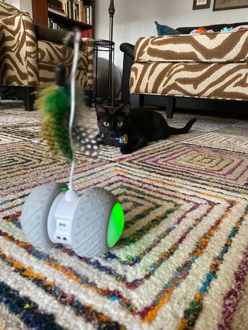 The robot toy with a feather attached at the top and a cat staring at it intensely like it's about to pounce