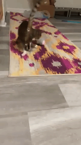 A gif of one reviewer's cat playing with the robot cat toy, which rolls, twirls, and pauses to catch the cat's attention