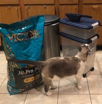 The food storage containers next to a cat and bag of food