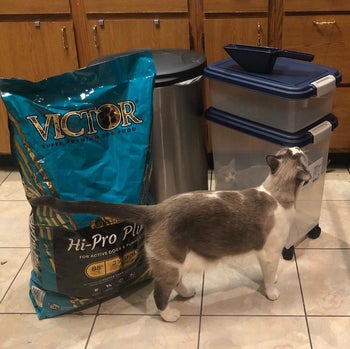 The food storage containers next to a cat and bag of food