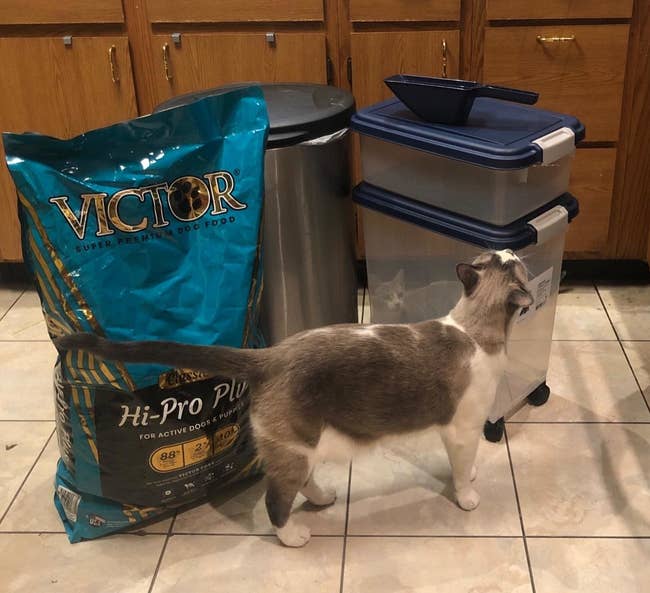 The food storage containers next to a cat and bag of food