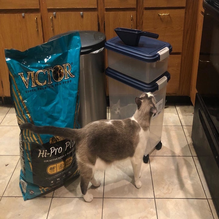 The food storage containers next to a cat and bag of food