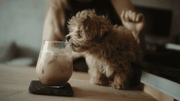 puppy licking a cold coffee cup