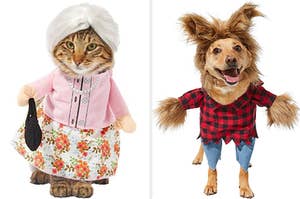 Cat and dog dressed in costumes
