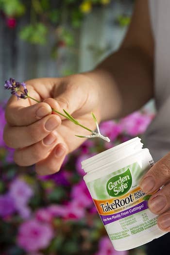A person is dipping a plant clipping into the TakeRoot product
