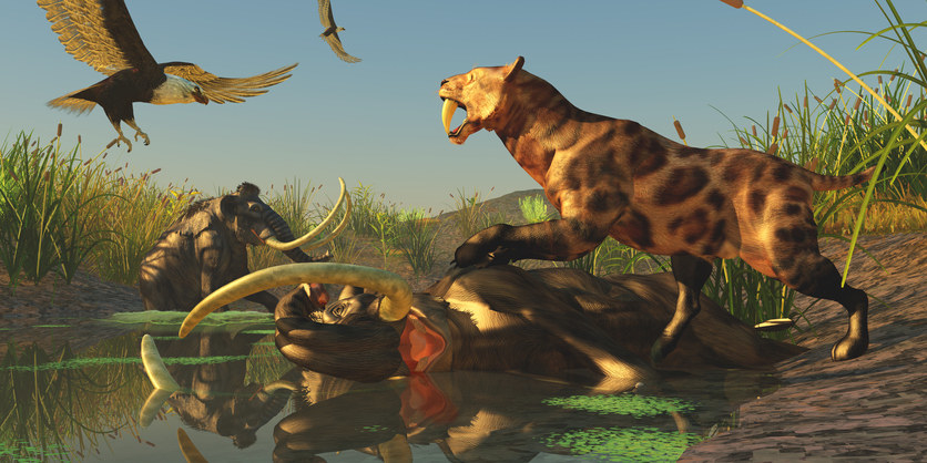 Woolly mammoths in a bog with sabertooth tigers and birds