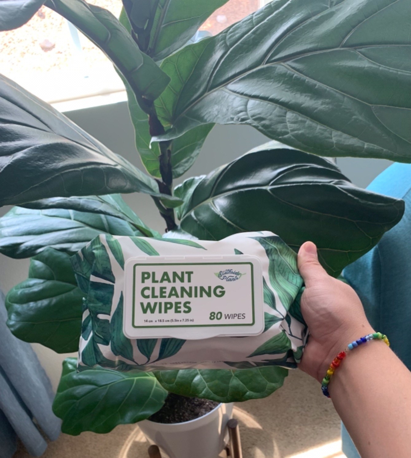 Reviewer holds up a pack of the plant cleaning wipes in front of a healthy houseplant