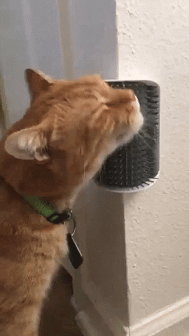 A gif of a reviewer's cat using the self-groomer cat brush to scratch its neck and cheek