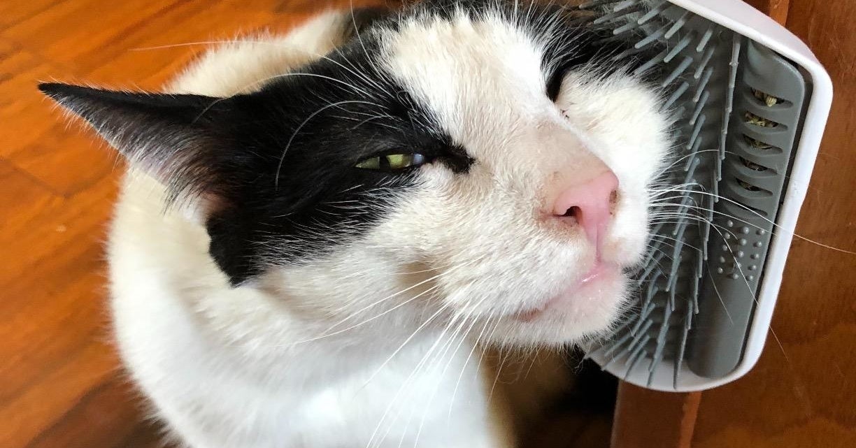 If You Don’t Own These 31 Cat Products Yet, You’ve Gotta Be Kitten Me