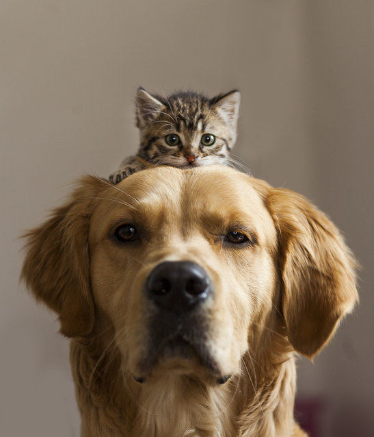 a kitten on a dog&#x27;s heda