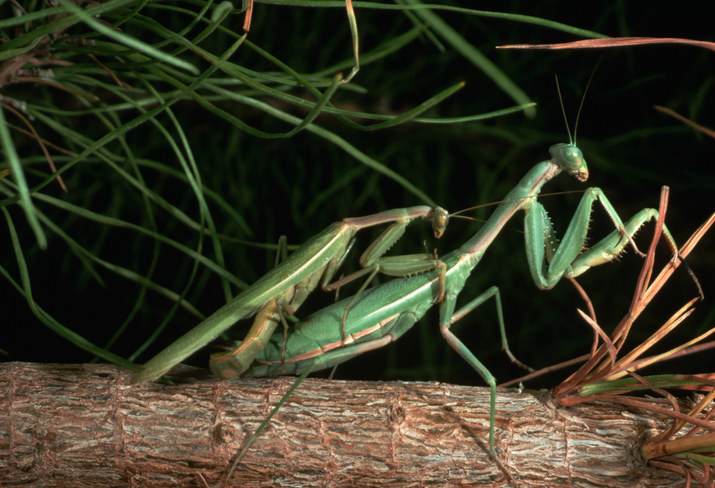 praying mantis mating with another