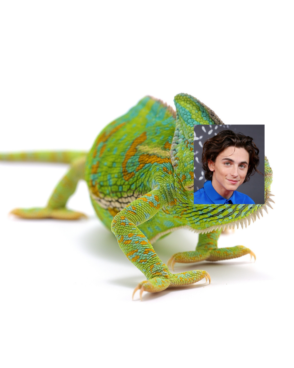 A chameleon with a photo of Timmy&#x27;s face put over the chameleon&#x27;s face