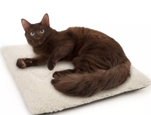A cat lying on the mat