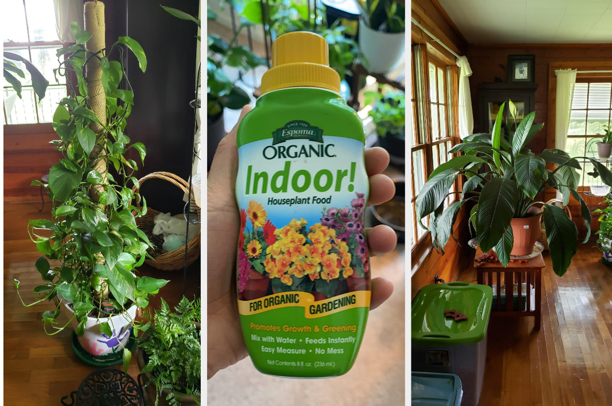 Reviewer&#x27;s happy houseplants are shown while another reviewer holds a bottle of the houseplant food