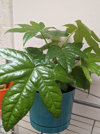 Reviewer's plant looks very healthy