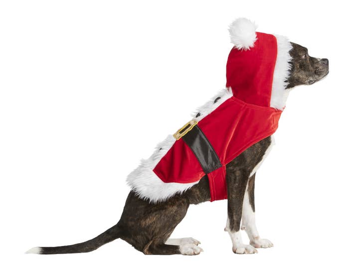Dog in a Santa costume