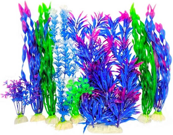 Set of aquarium plants