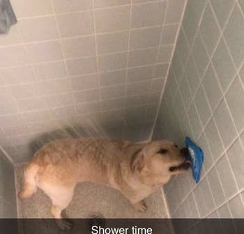 A reviewer's dog using the licking pad in the shower