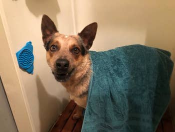 A reviewer's dog in the shower next to a licky pad on the wall