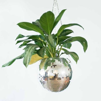 A 8 inch hanging disco planter with a Peace Lily plant inside