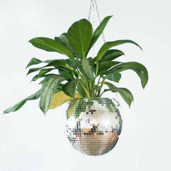 A 8 inch hanging disco planter with a Peace Lily plant inside