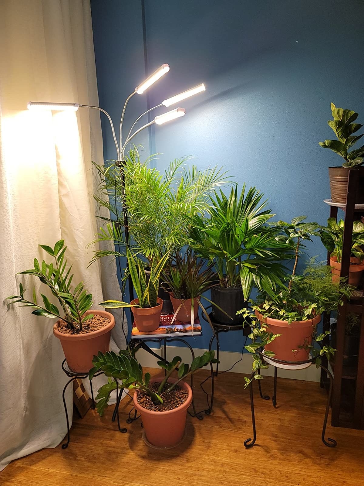 Reviewer&#x27;s light is shown shining down on houseplants